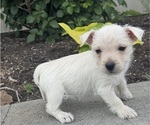 Small #3 West Highland White Terrier