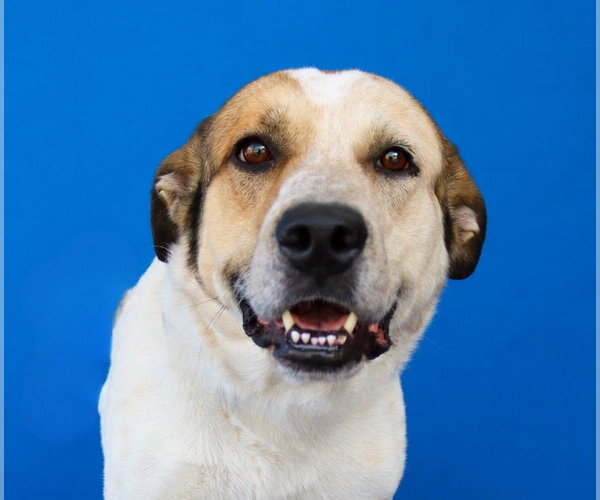 Medium Photo #1 Labrador Retriever-Unknown Mix Puppy For Sale in Pasadena, CA, USA