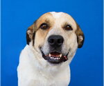 SIMON - Male Labrador Retriever-Unknown Mix Dog for Adoption - Small photo