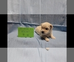 Image preview for Ad Listing. Nickname: Biscuit