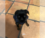 Small #6 Brussels Griffon