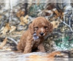 Landon - Male Cavapoo (Miniature) Puppy for Sale - Photo #4