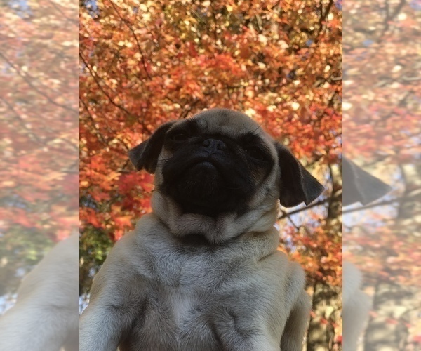Medium Photo #6 Pug Puppy For Sale in NEW WINDSOR, NY, USA