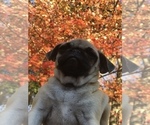 Small Photo #6 Pug Puppy For Sale in NEW WINDSOR, NY, USA