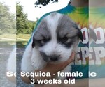 Small Photo #7 Great Pyrenees Puppy For Sale in HILLSVILLE, VA, USA