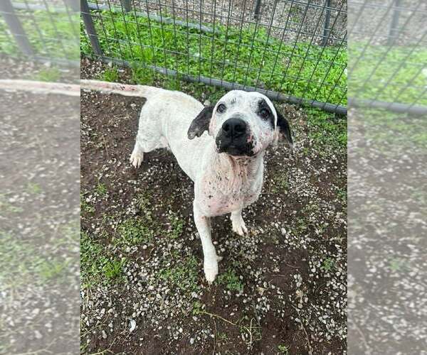 Medium Photo #2 Mutt Puppy For Sale in Abbeville, LA, USA