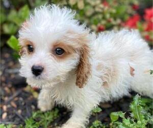 Cavapoo Puppy for sale in HICKORY, NC, USA