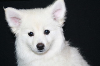 Pomsky Puppy for sale in KELLER, TX, USA