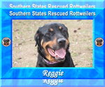 Small #10 Rottweiler