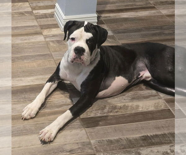 Medium Photo #3 Boxer Puppy For Sale in The Woodlands, TX, USA