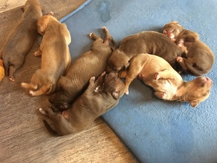 American Pit Bull Terrier Puppy for sale in OROVILLE, WA, USA