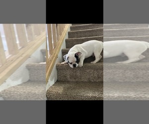 French Bulldog Puppy for sale in HAZLETON, PA, USA