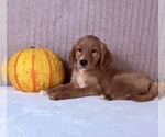 Draco - Male Golden Retriever Puppy for Sale - Photo #5