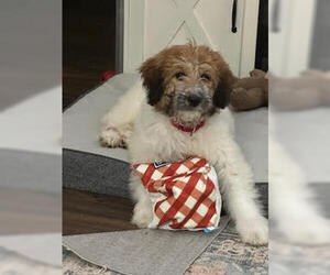 Pyredoodle Dogs for adoption in Farmington, MN, USA