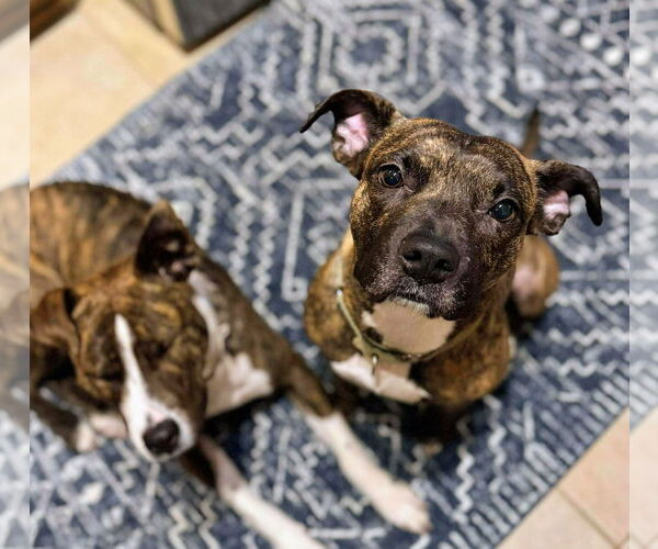 Medium Photo #3 American Pit Bull Terrier-Unknown Mix Puppy For Sale in Cottage Grove, MN, USA