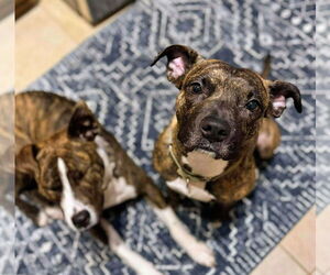 Florence - Female American Pit Bull Terrier-Unknown Mix Dog for Adoption - Photo #3