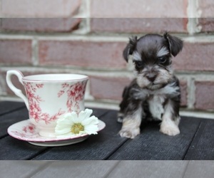 Schnauzer (Miniature) Puppy for sale in KINGSPORT, TN, USA