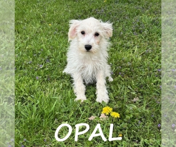 Medium Photo #2 Schnoodle (Miniature) Puppy For Sale in HARTLAND, MN, USA