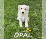 Small #1 Schnoodle (Miniature)
