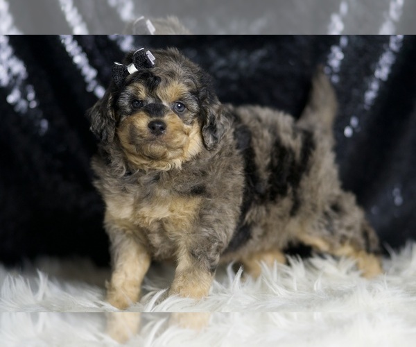 Medium Photo #3 Goldendoodle (Miniature) Puppy For Sale in WARSAW, IN, USA
