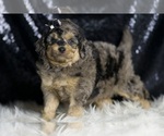 Small #2 Goldendoodle (Miniature)