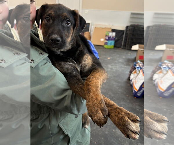 Medium Photo #1 Labrador Retriever-Unknown Mix Puppy For Sale in Clarkston, MI, USA