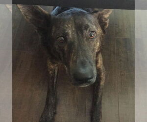 Kennedy GDP - Female Holland Shepherd Dog for Adoption - Photo #3