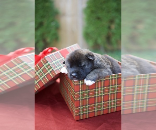 Medium Photo #18 Akita Puppy For Sale in LOUISVILLE, KY, USA