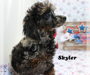 Poodle (Toy) Puppy for sale in CHANUTE, KS, USA