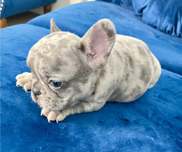 Medium Photo #8 French Bulldog Puppy For Sale in BOULDER, CO, USA