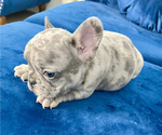 Small Photo #8 French Bulldog Puppy For Sale in BOULDER, CO, USA