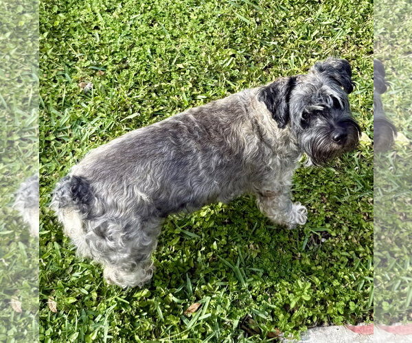 Medium Photo #2 - Mix Puppy For Sale in Boca Raton, FL, USA