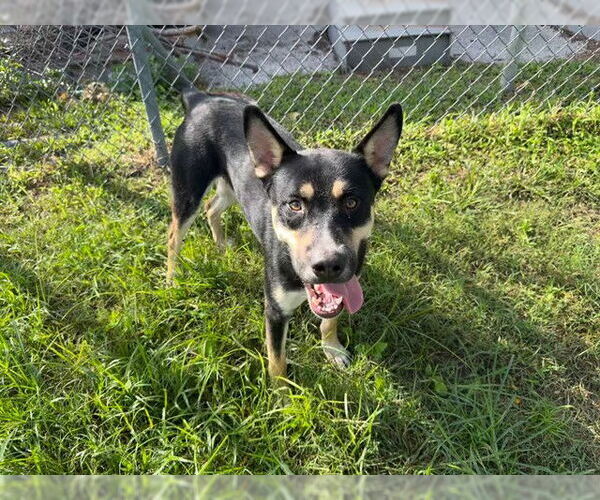 Medium Photo #2 Siberian Husky-Unknown Mix Puppy For Sale in Ocala, FL, USA