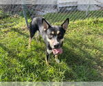 Small #1 Siberian Husky Mix