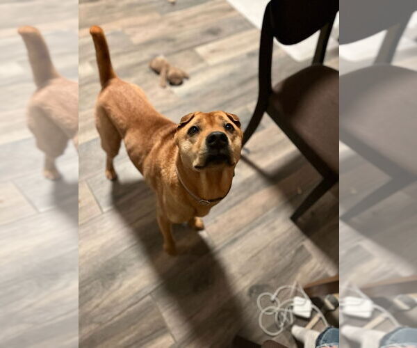 Medium Photo #1 Mutt Puppy For Sale in Fort Collins, CO, USA