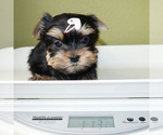 Small #4 Yorkshire Terrier