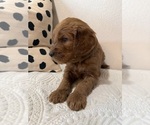 Puppy Navy --Golden Retriever Mix