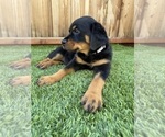Small #2 Rottweiler