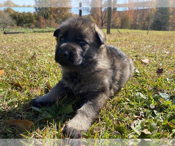 Medium Photo #7 German Shepherd Dog Puppy For Sale in TRAVELERS REST, SC, USA