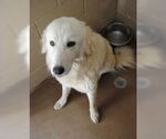 Small #1 Great Pyrenees