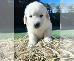AKC Ready to Go - Male Golden Retriever Puppy for Sale - Photo #5
