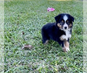 Miniature Australian Shepherd Puppy for sale in EL CAMPO, TX, USA