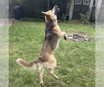 Small Photo #3 German Shepherd Dog-Unknown Mix Puppy For Sale in Minneapolis, MN, USA