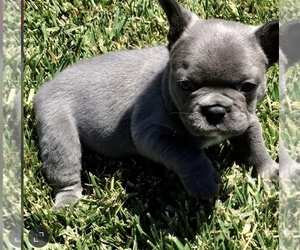 French Bulldog Puppy for sale in FREMONT, CA, USA