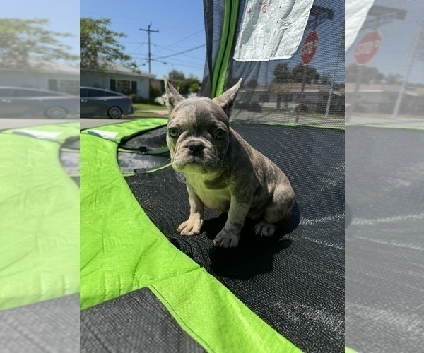 Medium Photo #21 French Bulldog Puppy For Sale in NORWALK, CA, USA