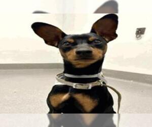 Miniature Pinscher Dogs for adoption in Redwood City, CA, USA