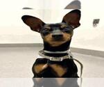 Small Miniature Pinscher