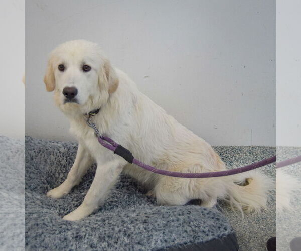 Medium Photo #4 Great Pyrenees Puppy For Sale in Huntley, IL, USA