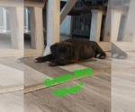 Small Photo #7 Cane Corso Puppy For Sale in DANVILLE, IL, USA
