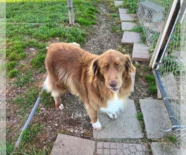Medium Photo #1 Australian Shepherd Puppy For Sale in Aurora, IN, USA